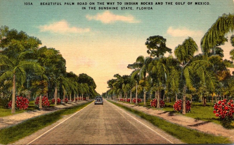 FLorida Beautiful Palm Road On The Way To Indian Rocks and Gulf Of Mexico