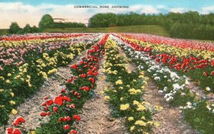 Vintage Postcard 1948 Commercial Rose Growing Beautiful Flower Garden Landscape