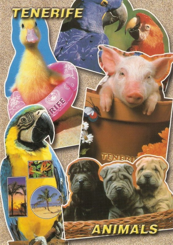 Tenerife Animals Modern Spanish photo postcard. Size 17 x 11 cms