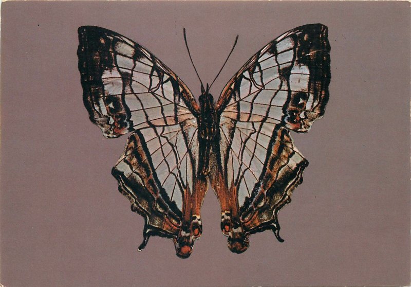 Butterfly postcard museo civico di storia Milano Farfalla cyrestis thyodamas