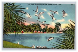 Vintage 1940s Postcard Sea Gulls Alighting Upon Inland Florida Lake