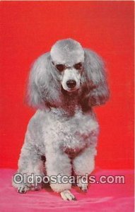 French Poodle Color by Scenic Art, Berkely, CA, USA Dog Unused 