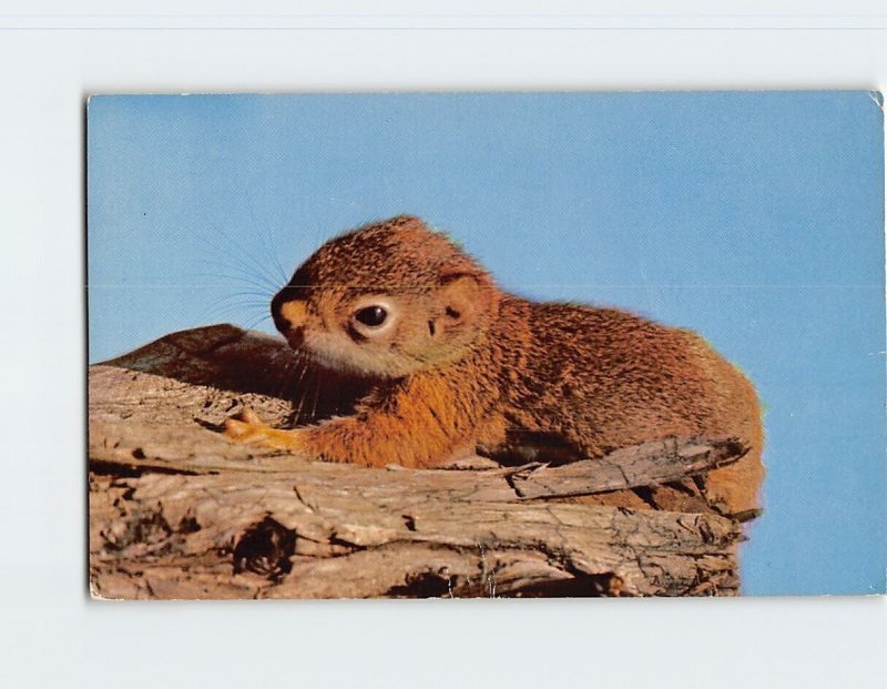 Postcard Red Squirrel, Kalamazoo Nature Center, Kalamazoo, Michigan