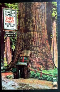 Vintage Postcard 1968 World Famous House Tree, Piercy, California (CA)