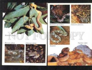 035851 REPTILES Frog Turtle Snakes etc. Collection 22 cards