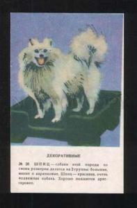 076724 SPITZ Dog Old Color Russian Card