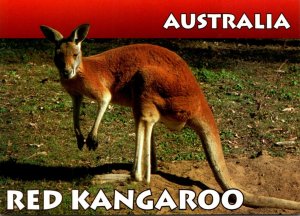 Australia Animals The Red Kangaroo