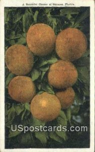 Cluster of Oranges - Misc, Florida FL