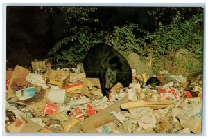 c1950's Black Bear Scene Garbage Central Adirondacks New York NY Postcard