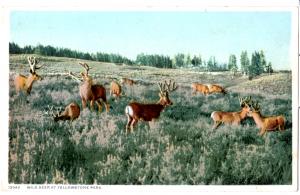 YELLOWSTONE, WILD ELK, (WITH NO HOTEL IN BACKGROUND) DIVIDED BACK