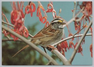 Animal~Bird~White Throated Sparrow~Continental Postcard 