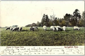 C.1900-06 Sheep in Forest Park, Springfield, Mass. Postcard P124 