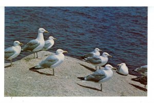 Birds - Sea Gulls in Maine