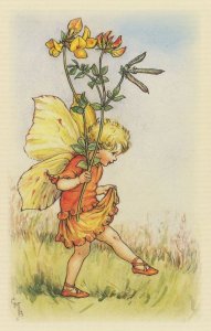 The Birds Foot Trefoil Flower Fairy Book Stunning Postcard