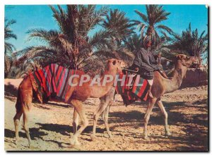 Modern Postcard Sahara Stop wells Camel