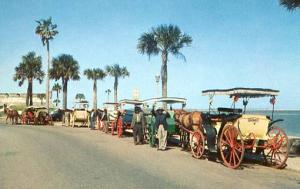 FL - St. Augustine, Horse-Drawn Sightseeing Carriages