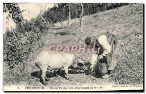 Old Postcard Pig Pig Folklore Perigueux Two P?rigords seeking truffles