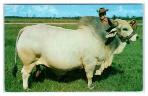 CENTRAL FLORIDA ~ Grand Champion BRAHMA BULL Manso  c1950s Ranching Postcard