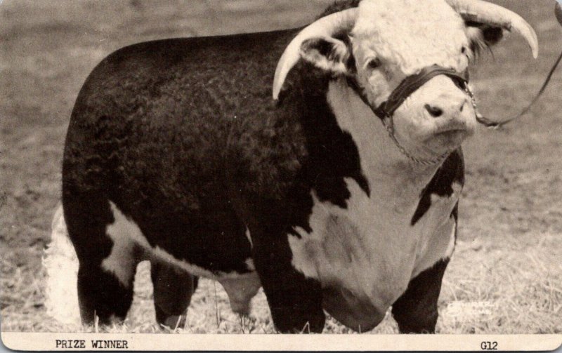 Texas Prize Winner White-Face Hereford Cattle