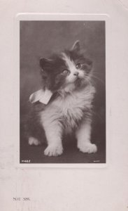 Not Shy Antique Cat Kitten Real Photo Cute Postcard