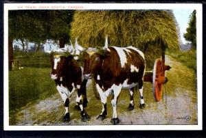 Ox Cart and Team,Nova Scotia,Canada