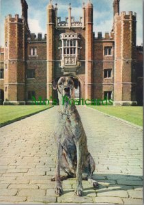 Middlesex Postcard - Dog Junia at Hampton Court Palace  RR20057