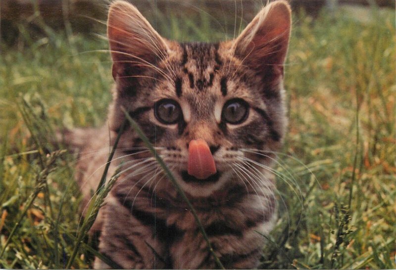 Cat Rocky photography by Elizabeth Titcomb postcard