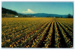 c1960 Majestic Mt. Rainier Field Golden Daffodils Tacoma Washington WA Postcard
