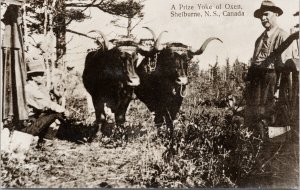 Shelburne Nova Scotia Oxen 'Prize Yoke of Oxen' Real Photo Postcard G87