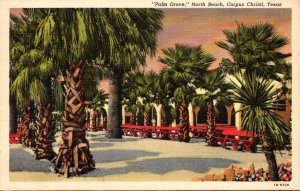 Texas Corpus Christi North Beach Palm Grove 1948 Curteich