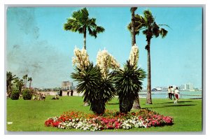 Postcard TX Cole Park Corpus Christi Texas Yucca Plant 