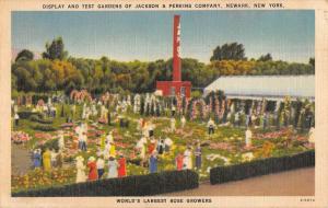 Newark New York Test Gardens Display Antique Postcard K79358