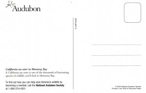 California Sea Otter