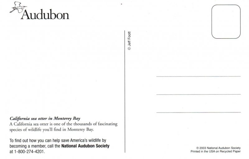 California Sea Otter