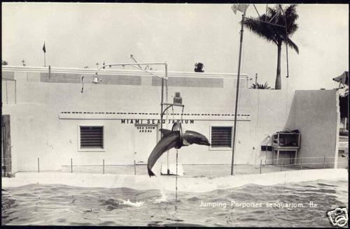 Miami, Fla., SeaQuarium Porpoises 1960s Dutch Ed. RPPC