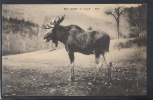 Animals Postcard - America - Bull Moose in Maine   T9955