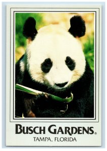 Vintage Panda #2  Bush Gardens The Dark Continent. Tampa, Florida. Postcard 5WE