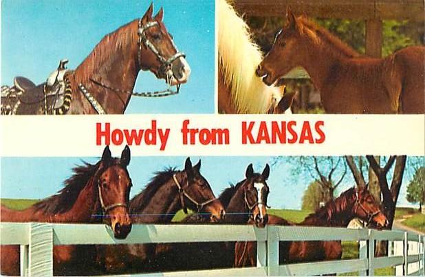 Horses, Howdy from Kansas KS