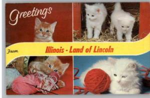 Postcard-Greetings From Illinois/IL Kittens..Cats