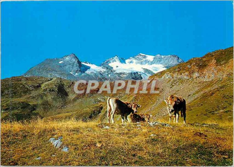 Postcard Modern 35,115 auf der im Engadin alp Cows