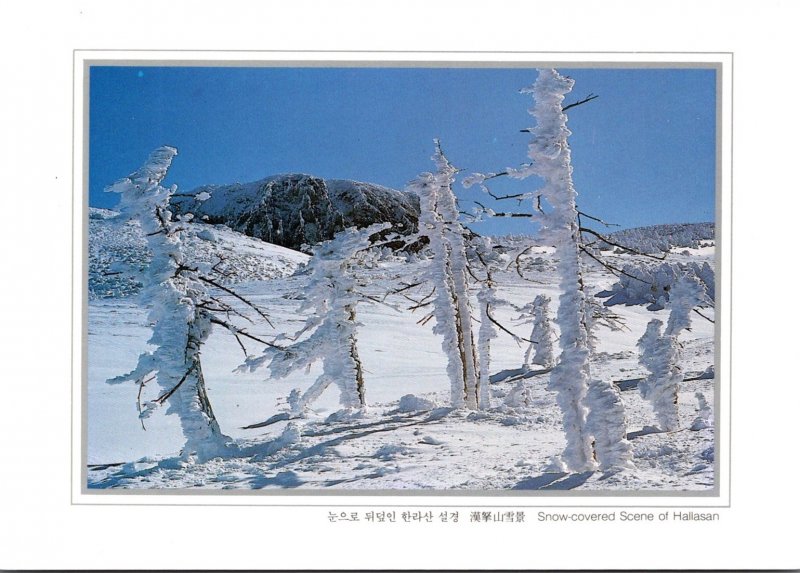 South Korea Snow Covered Scene Of Hallasan