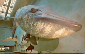 92 Foot Model Of Blue Whale Museum Of Natural History Smithsonian Institution