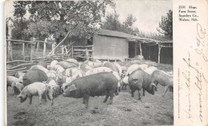 Wahoo Nebraska Hogs Pigs Farm Scene Vintage Postcard AA66551