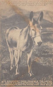 Spokane Washington Hotel Coeur dAlene Jack the Donkey Postcard AA69476