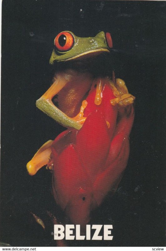 BELIZE, 1950-70s; Glutinous Red-Eyed Tree Frog