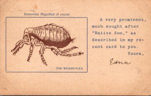 Humour A Much Sought After Native Son The Wicked Flea 1917