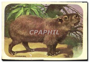 Image Capybara Rodent