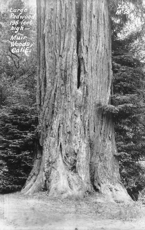 RPPC Large Redwood Tree MUIR WOODS, CA Marin County c1950s Vintage Postcard