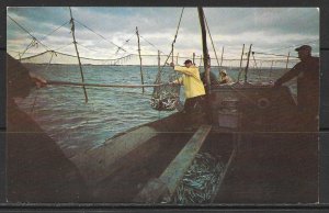 Massachusetts, Cape Cod - Bringing Fish Aboard From Traps - [MA-101]