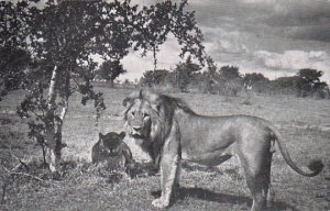 African Lion and Lioness Kruger Park South Africa